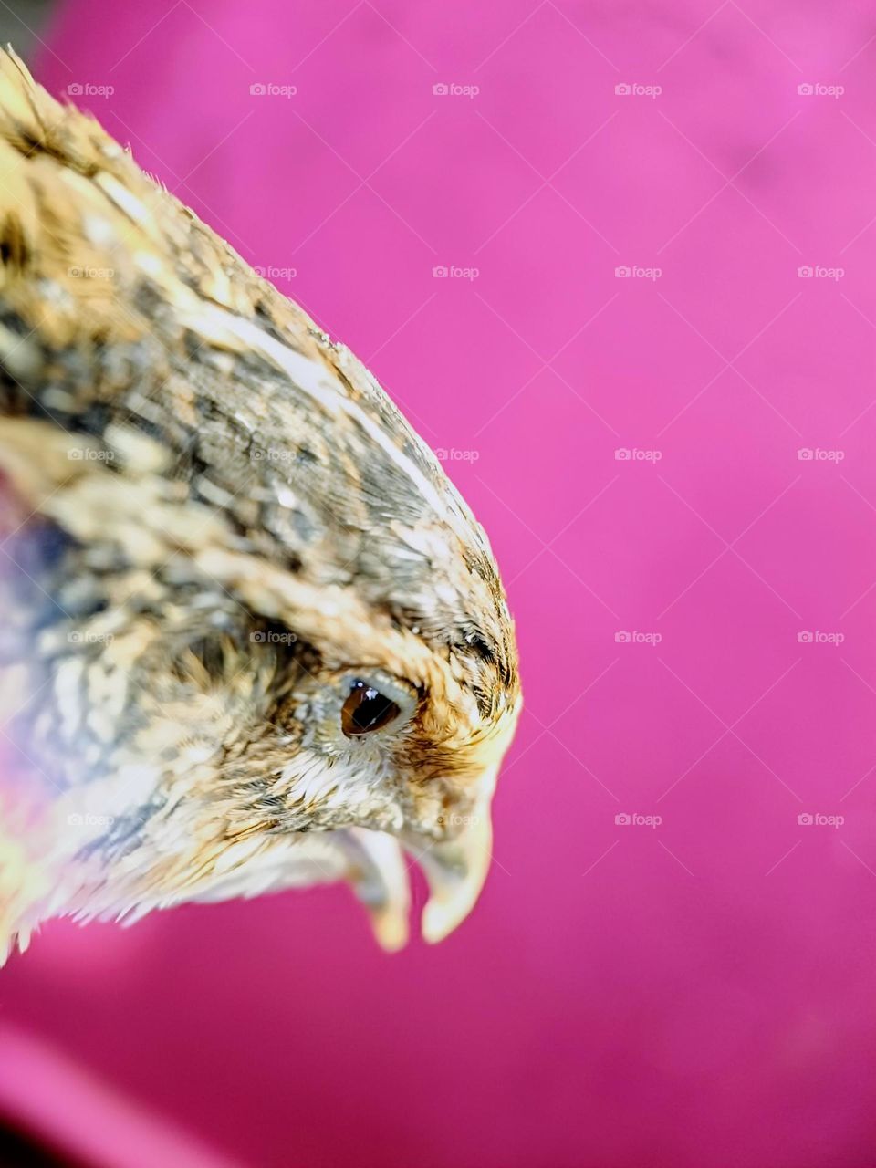 close up Sideview of a female quail bird.