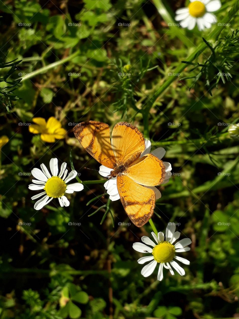 A butterfly on a chamomile flower