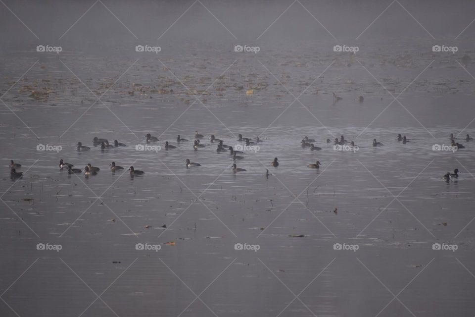 Ducks sitting in the cool water on a foggy fall morning