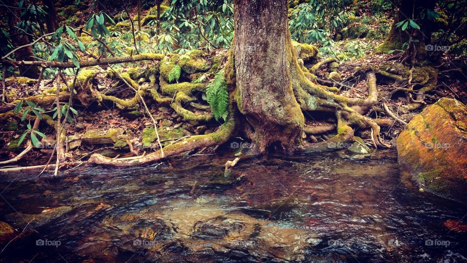 Roots and Water at Devil's Bathtub