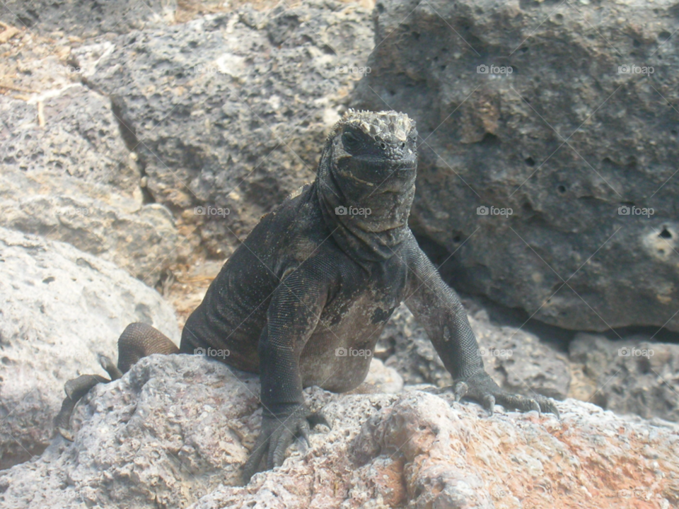 lizard iguana galapagos ground iguana by izabela.cib