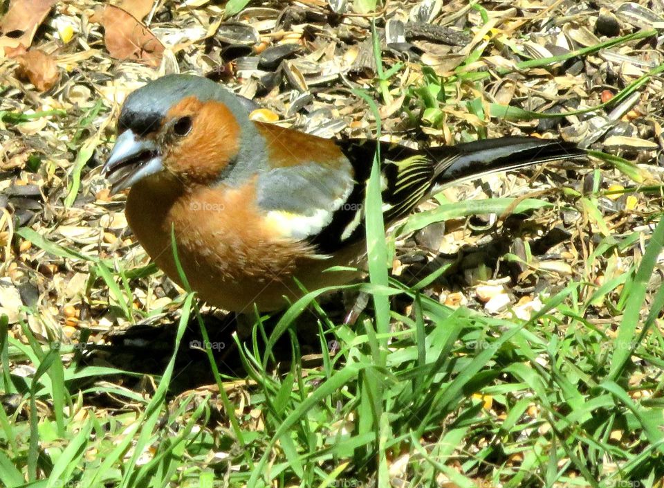 colorful bird