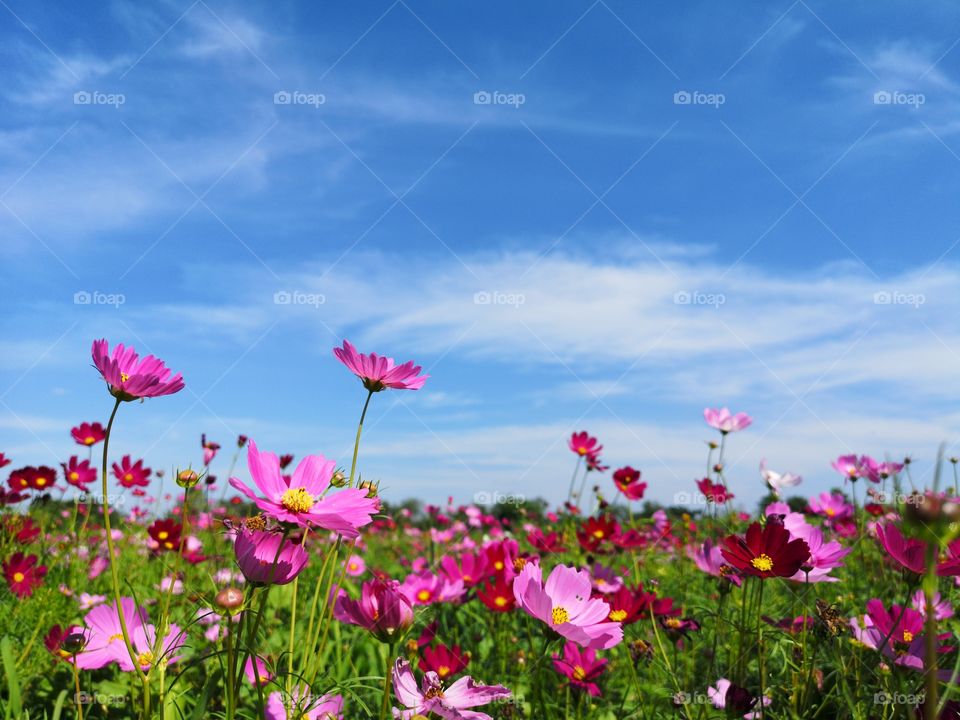 Full frame shot of pink flower field.
