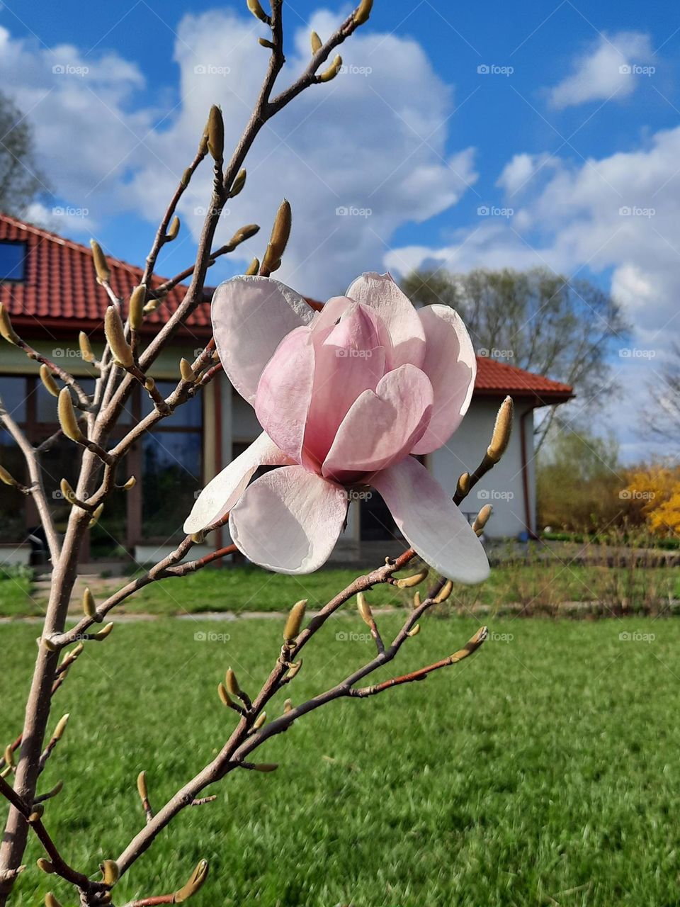 blooming pink magnolia
