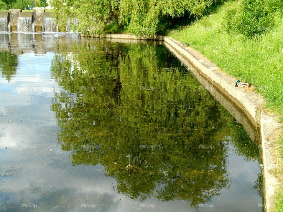 Tree reflecting on water