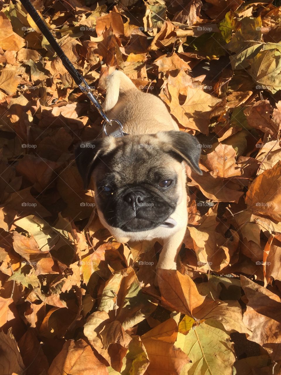 Pug in Leaves 