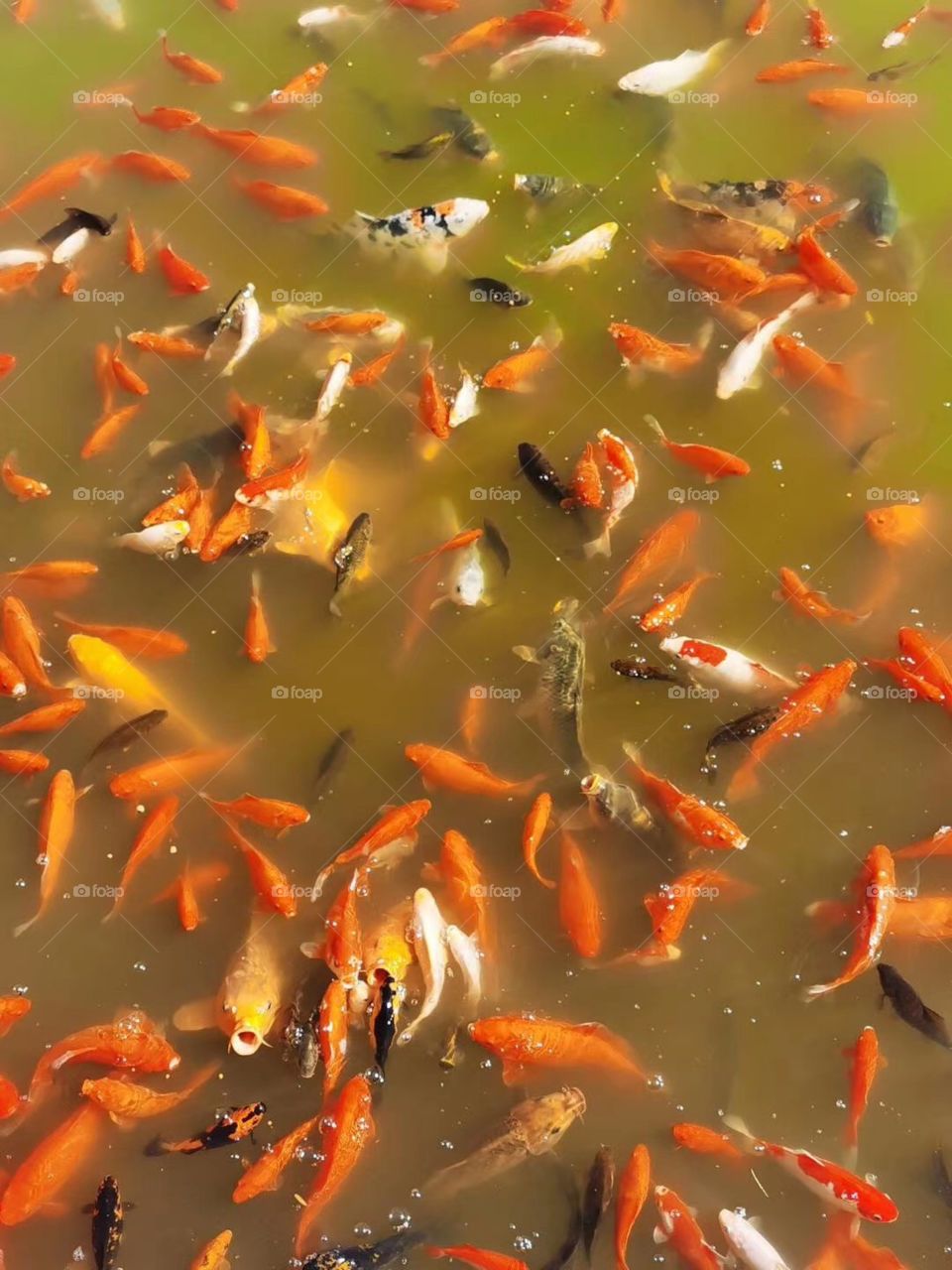 Koi fish in a pond