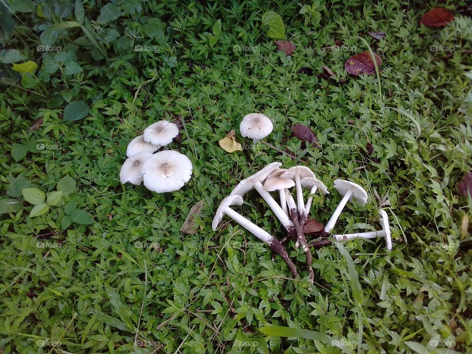 mushoom and green grass