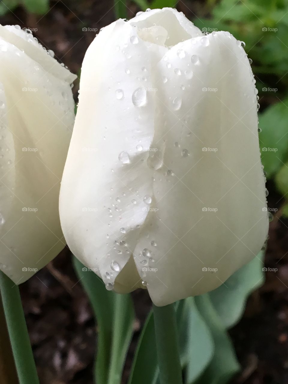 White tulip with rain drops 