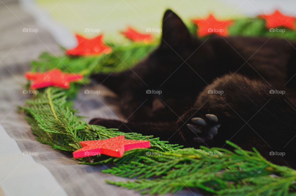 Background of the black cat with green eyes sitting and relaxing near Christmas decorations and pine branches at home. Christmas card. Winter card.