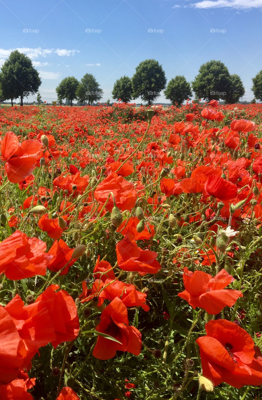 Red poppies field 