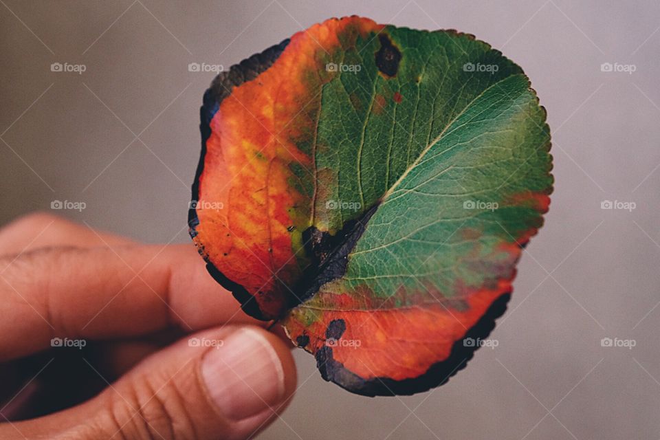 Hand Holding Leaf, Multicolored Leaf From Tree, Simple Beauty, Natural Beauty, Colors Of Nature, Fall Leaves Change Color 