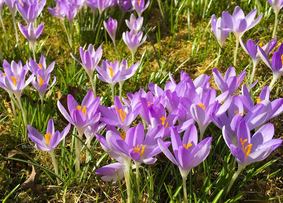 Crocus flowers field in garden