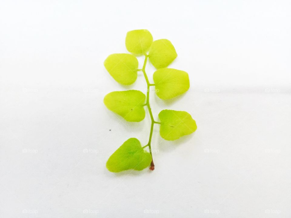 Leaf photo.This photo can be used as a recommendation for commercial or editorial related to nature or greening example for the logo shirts,clothing,industrial goods.Seruyan,Central Kalimantan Indonesia on December 5,2019