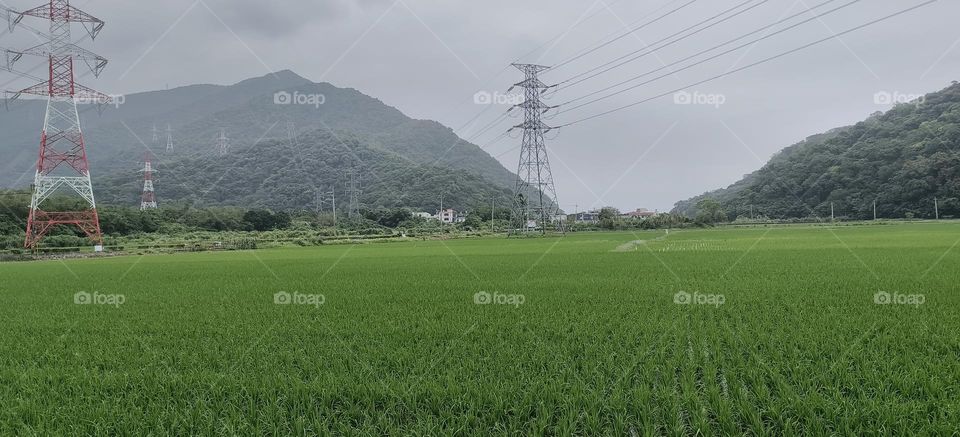 High voltage power lines and rice fields