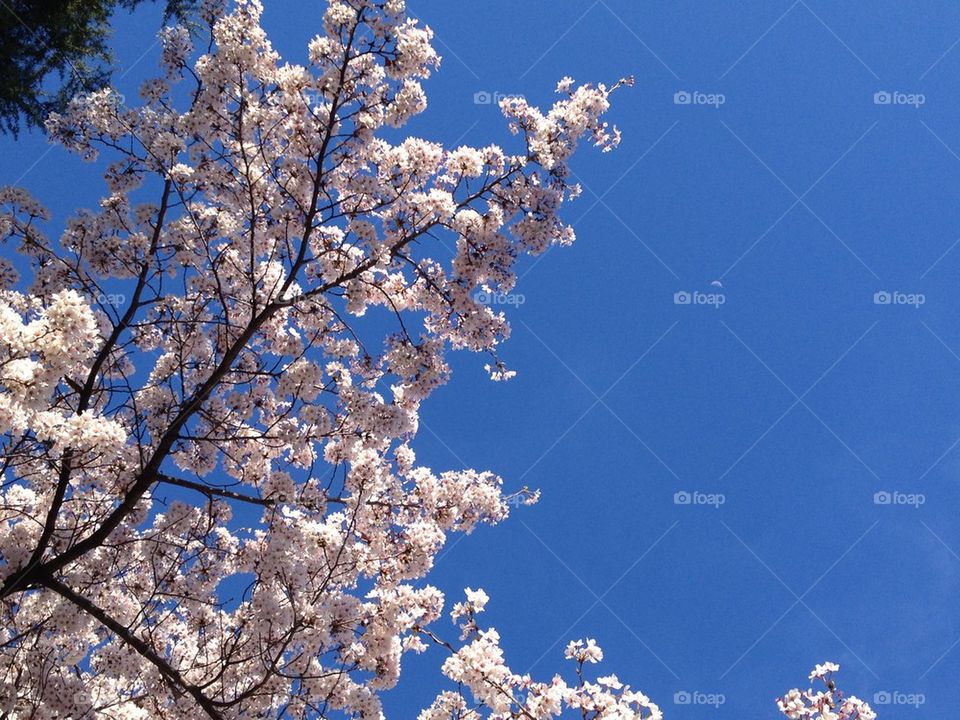 Blossoms, Blue Sky, and Moon