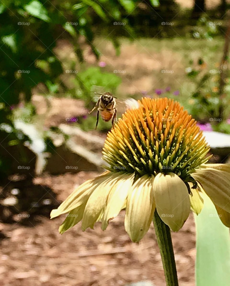 Bee ready for action!