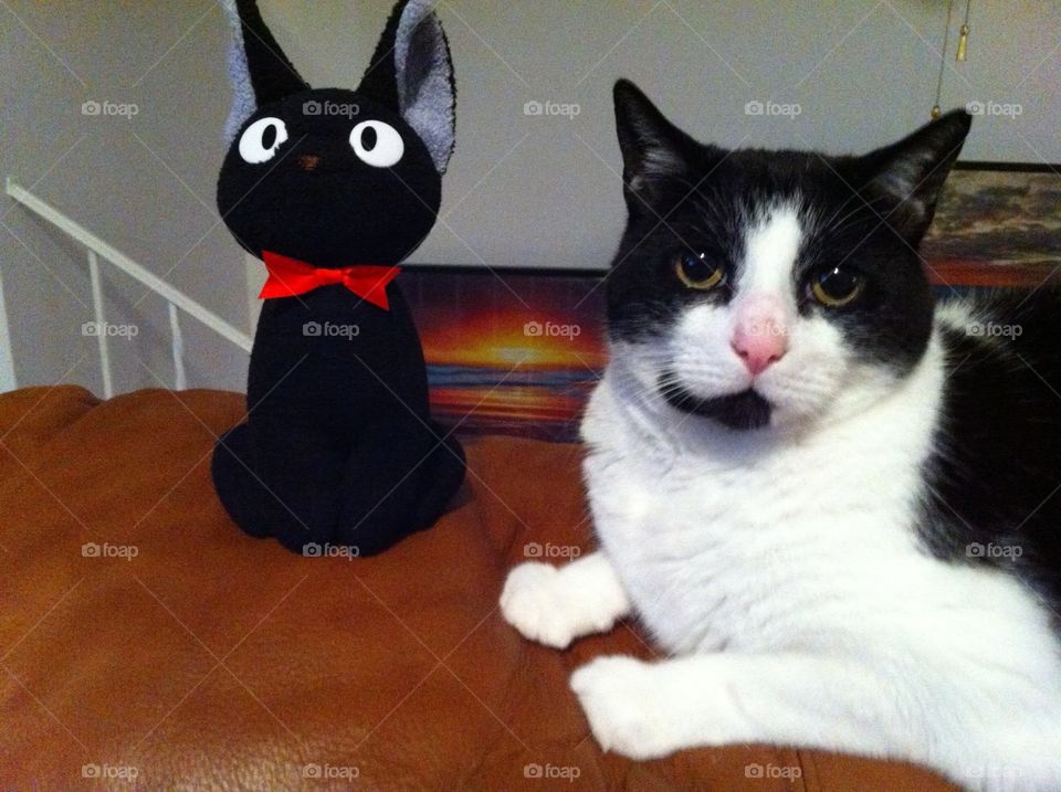 Tito and Jiji. Tito jumped up on the couch and Jiji jumped up next to him. 