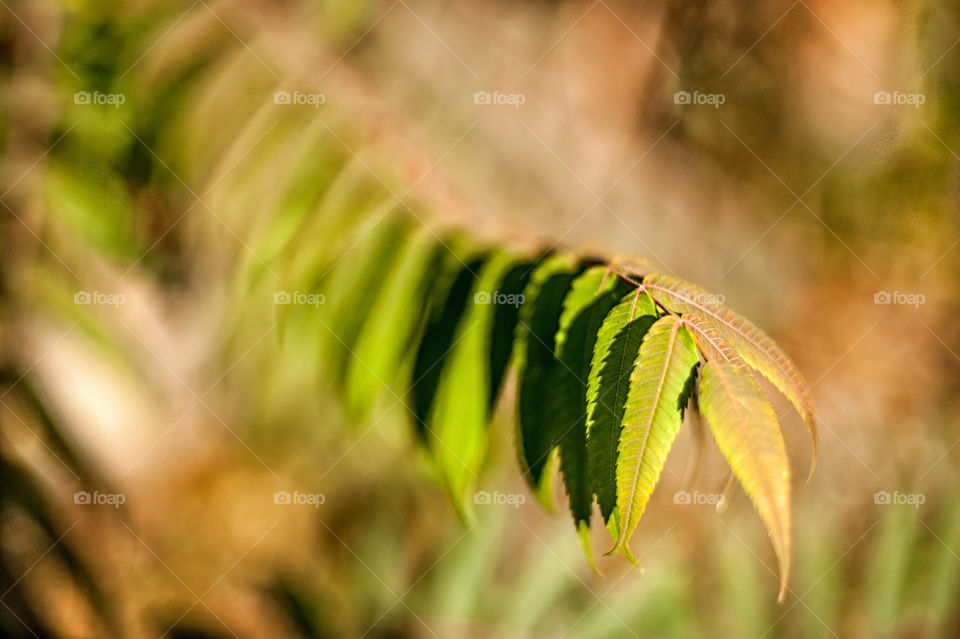 Close-up of leaves