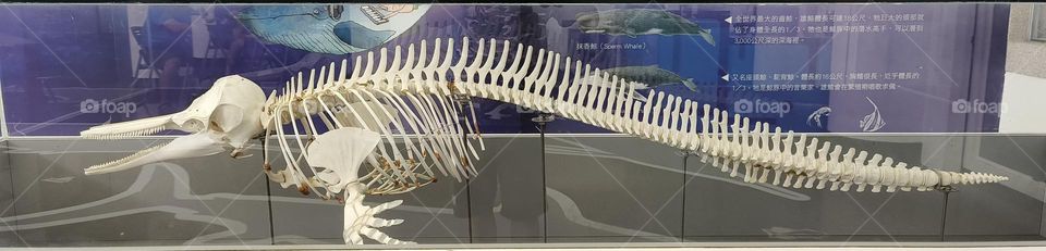Dolphin bones at a fishing port display