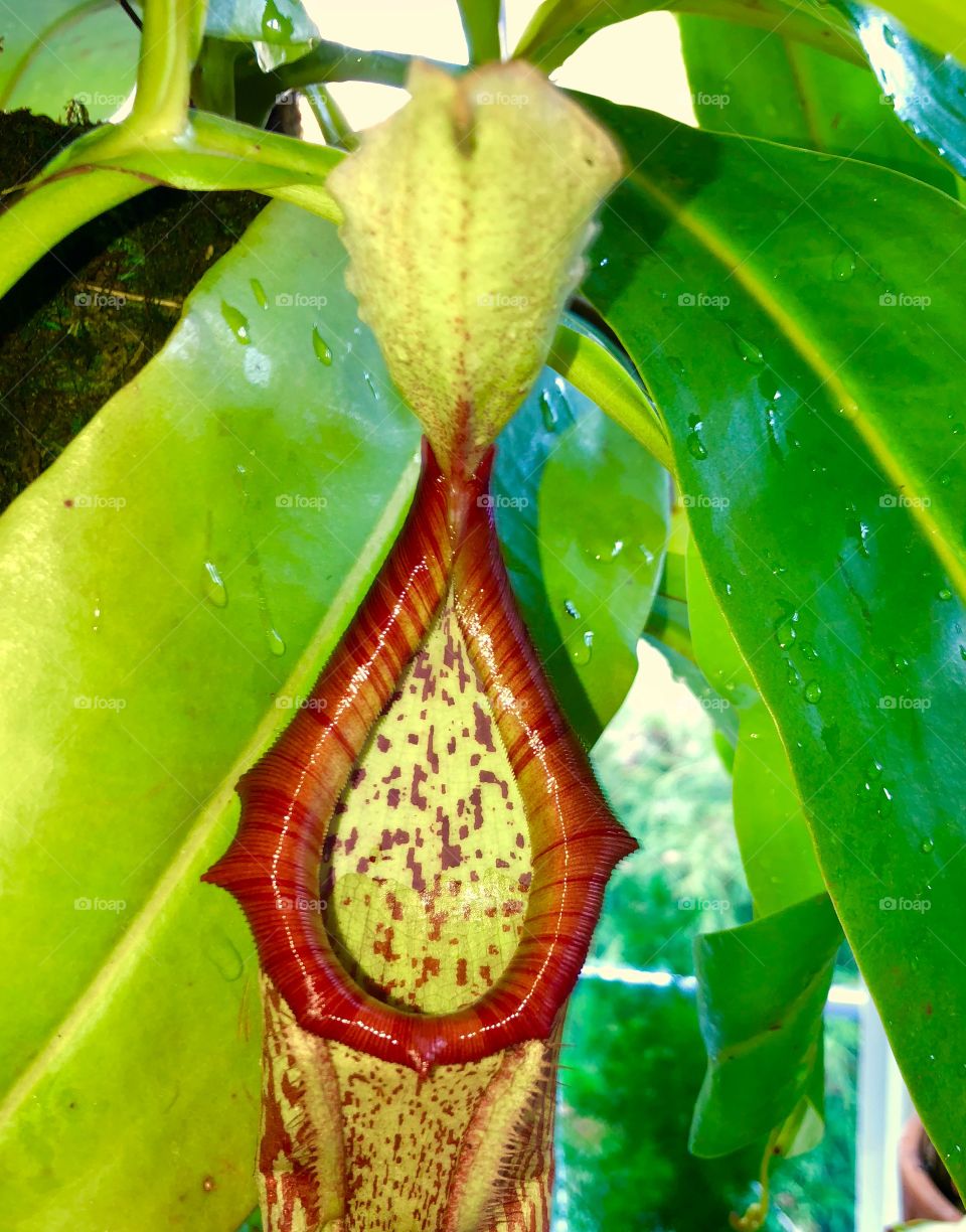 Pretty pitcher plant ❤️