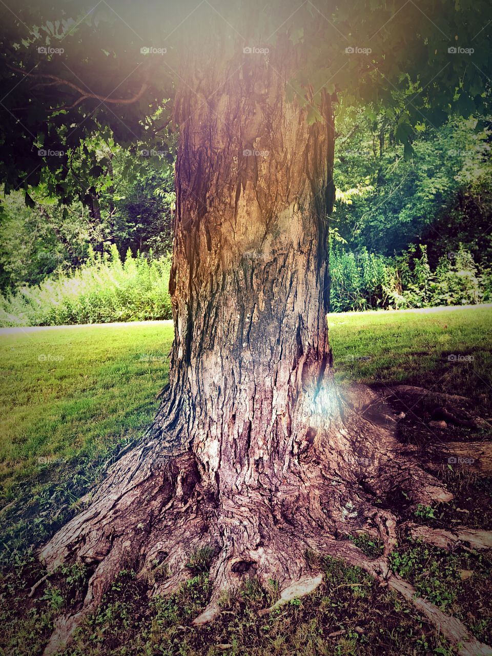 A sturdy trunk that has been here before I existed and even before then. Strong, rooted, brave. I want to be this trunk.
