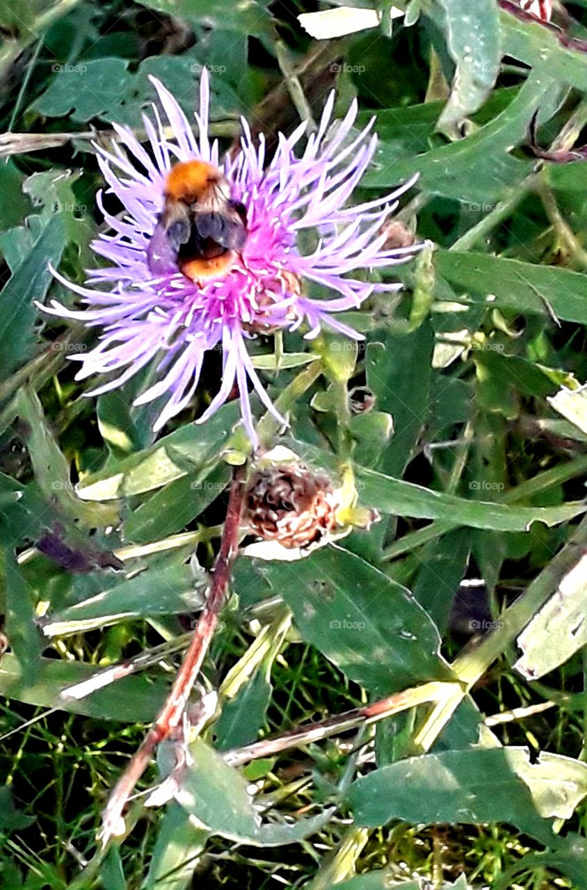 resting bumblebee on a sviolet sun-lit  cornflower