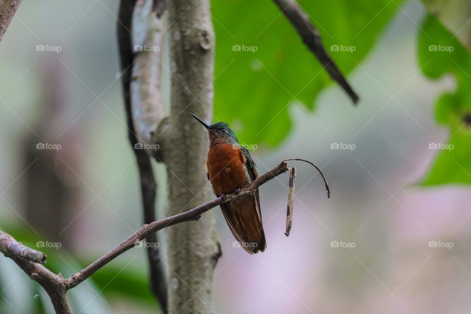 Hummingbird in Peru