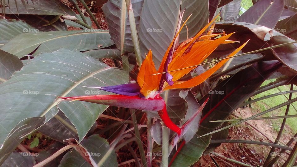 Flower of Paradise in wild garden surrounded by large vibrant leaves