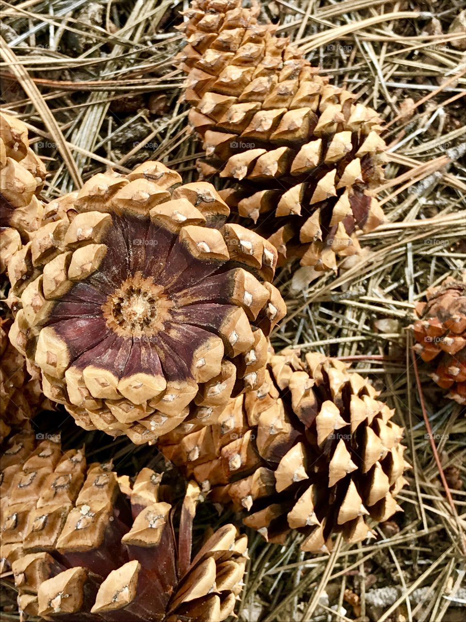 Five Pine Cones