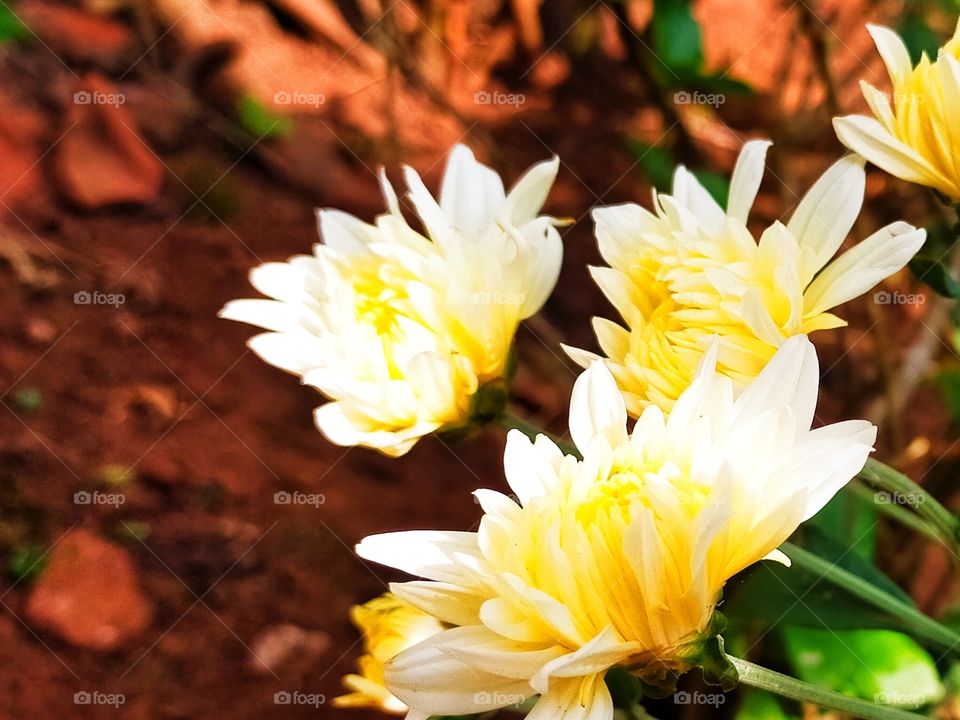 Awesome Chrysanthemum surely draws our attention with it's lovelyness.