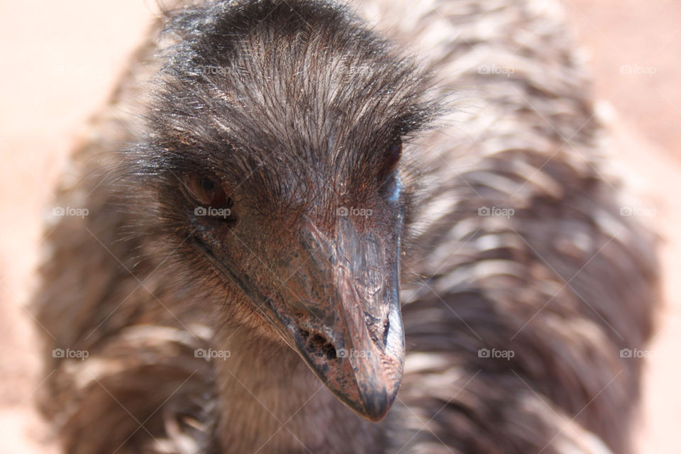 emu