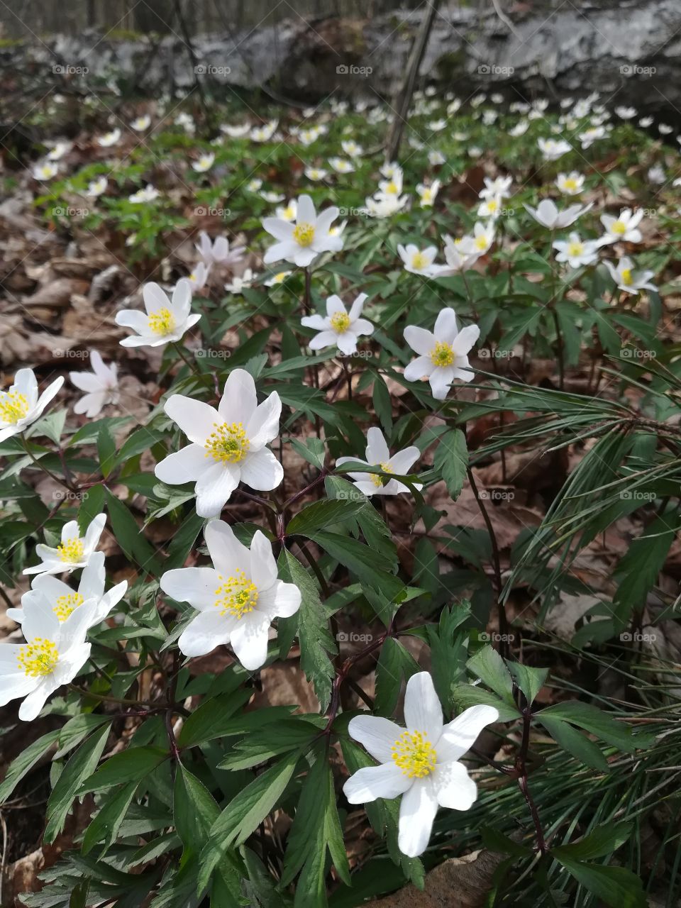 Spring in the woods