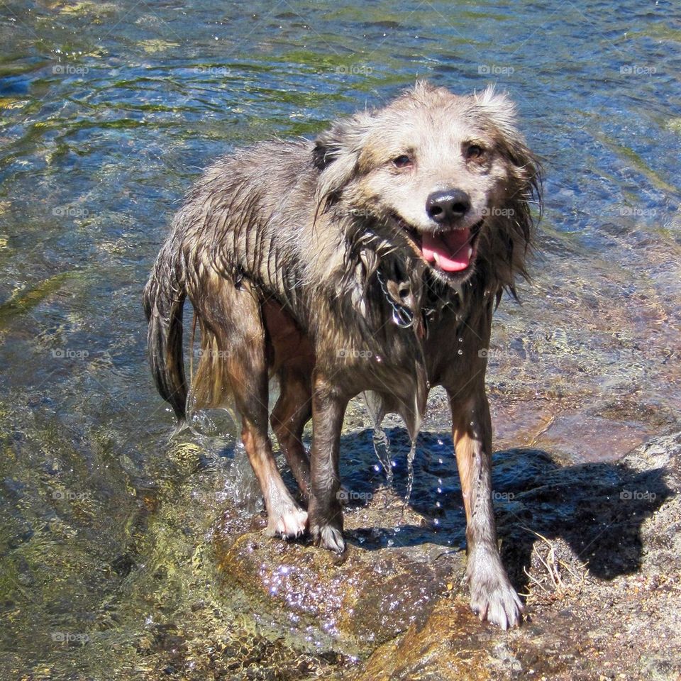 Wet dog