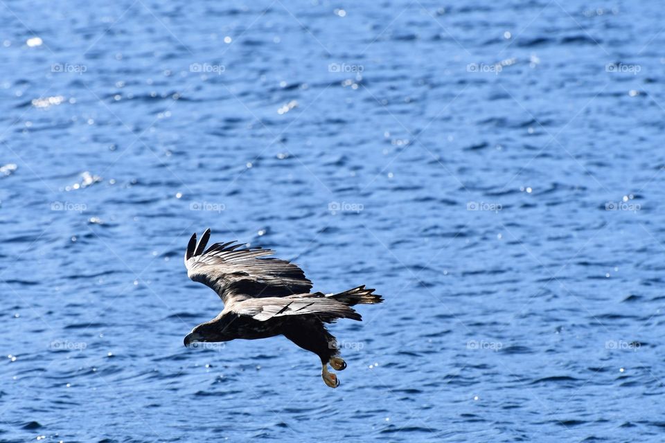 Sea eagle on the hunt