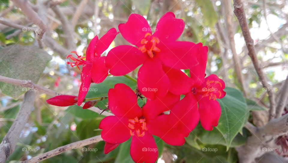 Red flowers
