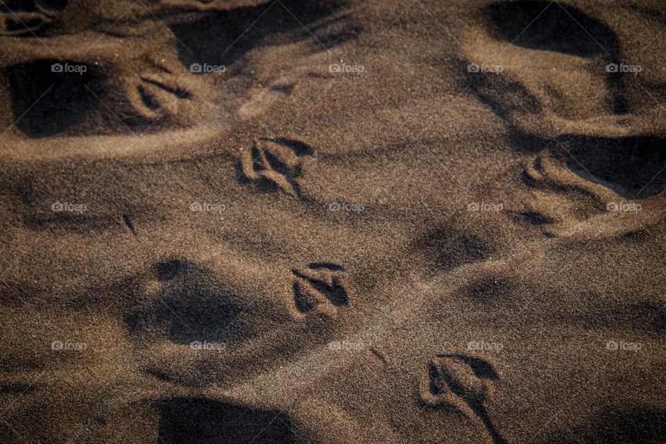 Bird's paw prints on sand