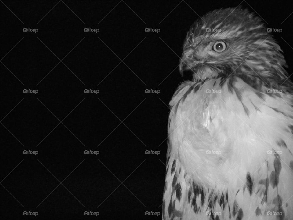 Hawk in black and white, Hawk lands during the night, nighttime birds of prey, large hawk staring at you