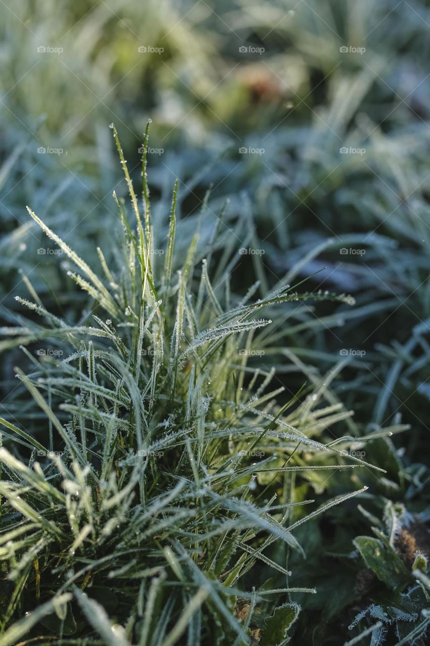 Frosty Marvels, nature’s icy artistry 