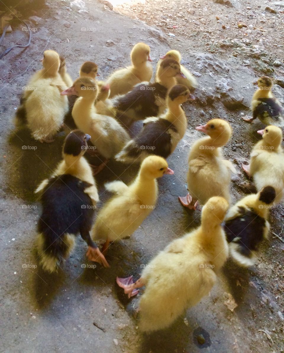 Little chicks. Little ducklings. Baby ducks.