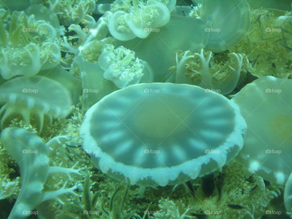 Jellyfish Polyp 2
