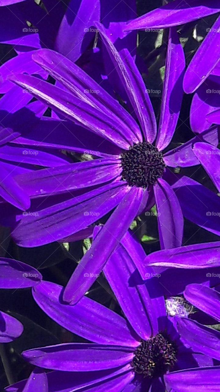 violet flower closeup