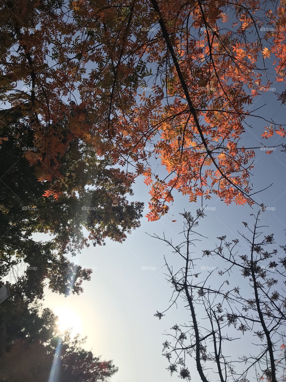 Sky with leaf
