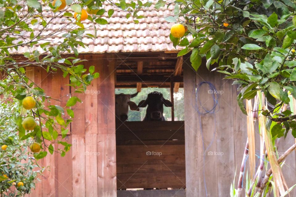 Billi and Safira peeking through the door!