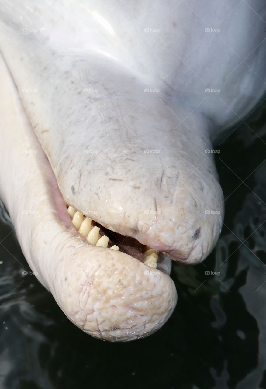 Scars on wild dolphin's face closeup as she swims in water on her back for my camera 