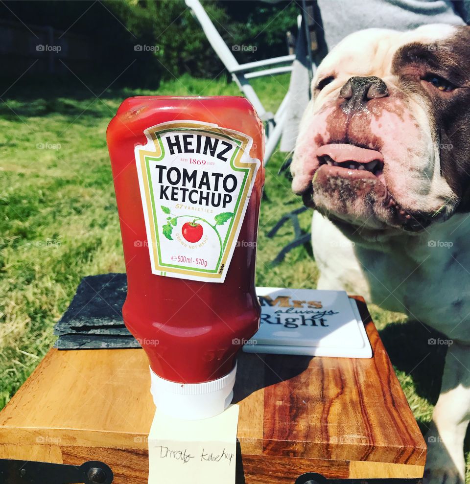 Bulldog loves ketchup
