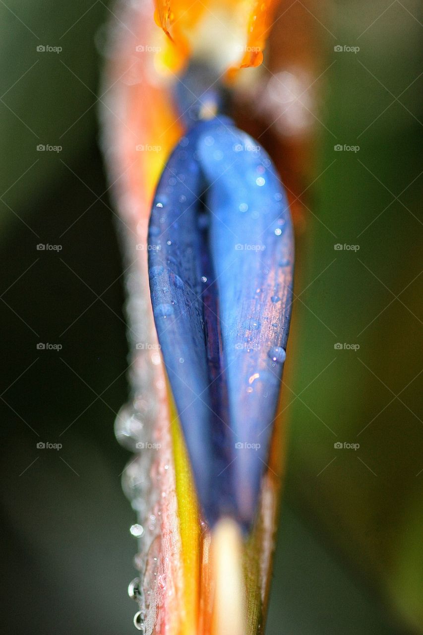 Bird of Paradise in marco