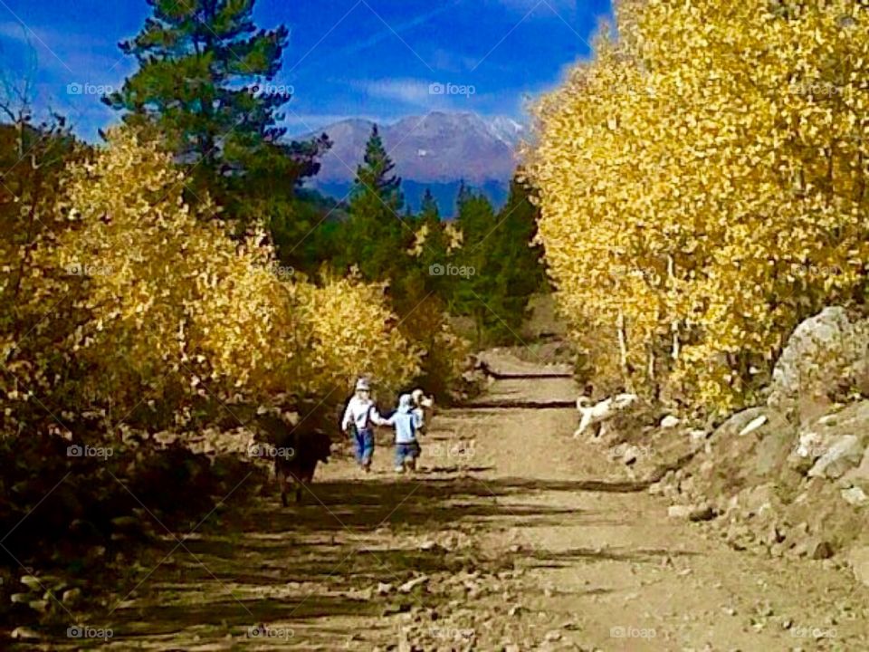 The beauty of fall. Hiking with our kids and dogs out in the gorgeous fall aspens in Colorado