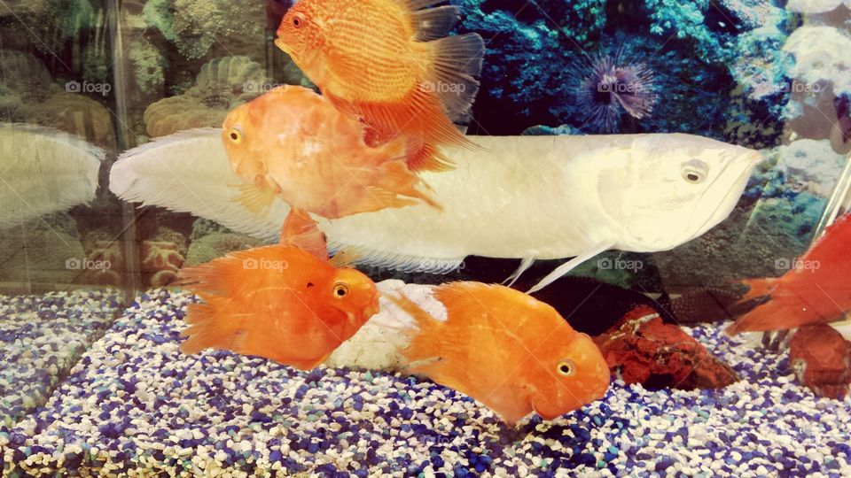 BIG FISH AMONG SMALL.