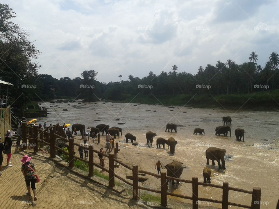 Elephant Herd